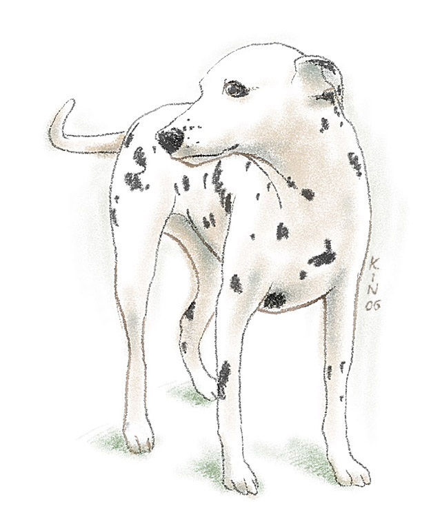 Dog-1.jpg