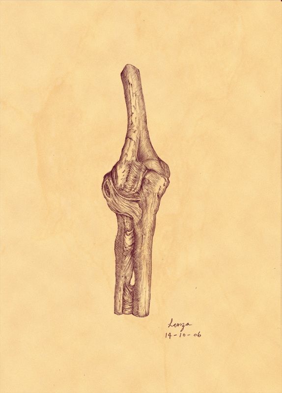 bone01_r.jpg