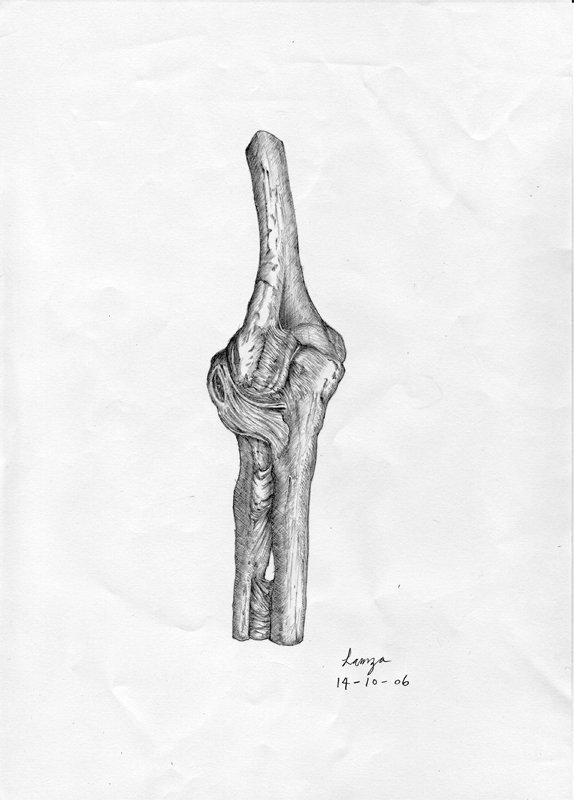bone01_o.jpg