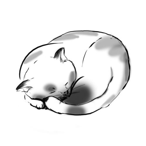 cat copy.jpg