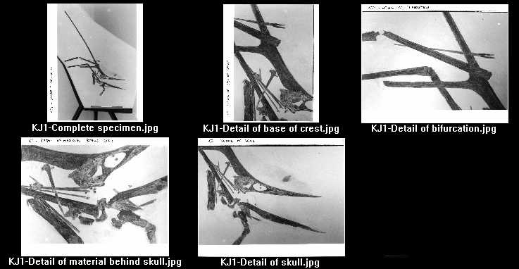 Nyctosaurus Specimen KJ1.jpg