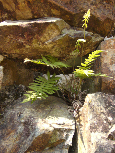 P1180156.JPG