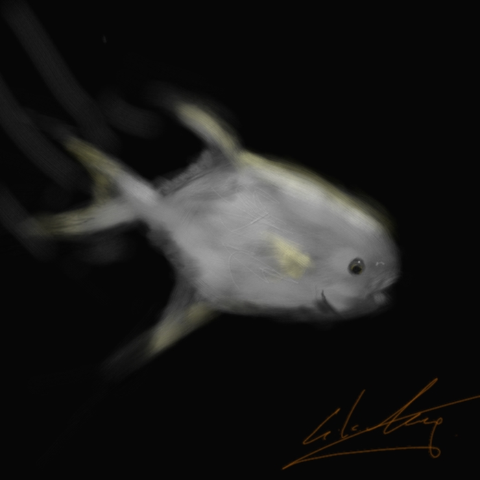 fish.jpg