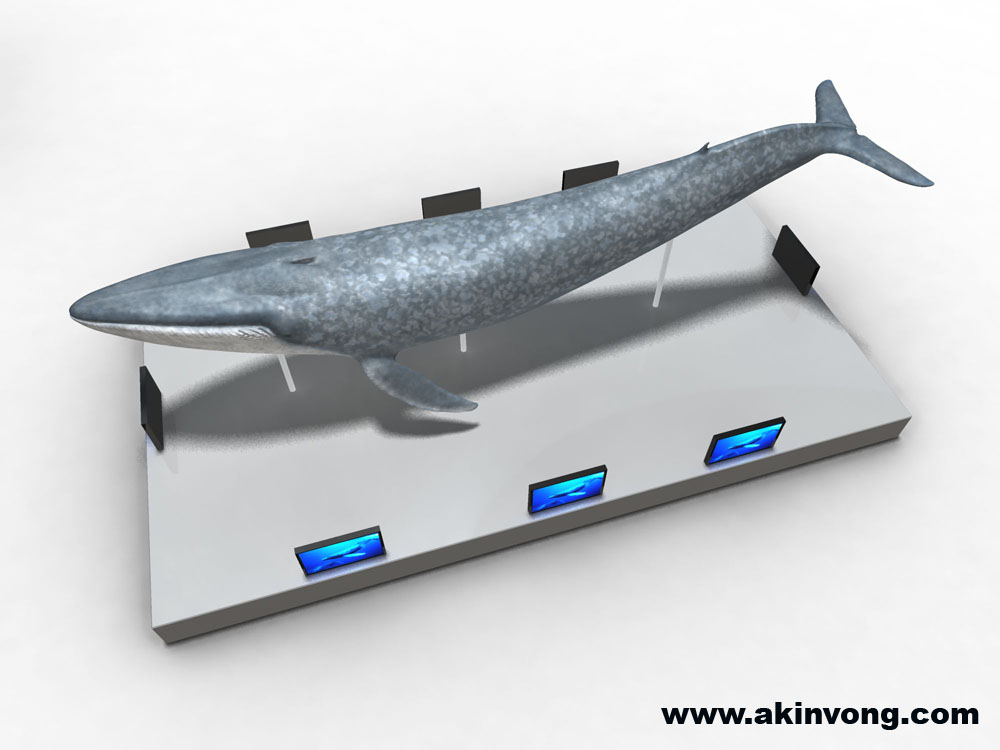 BlueWhale-I03.jpg